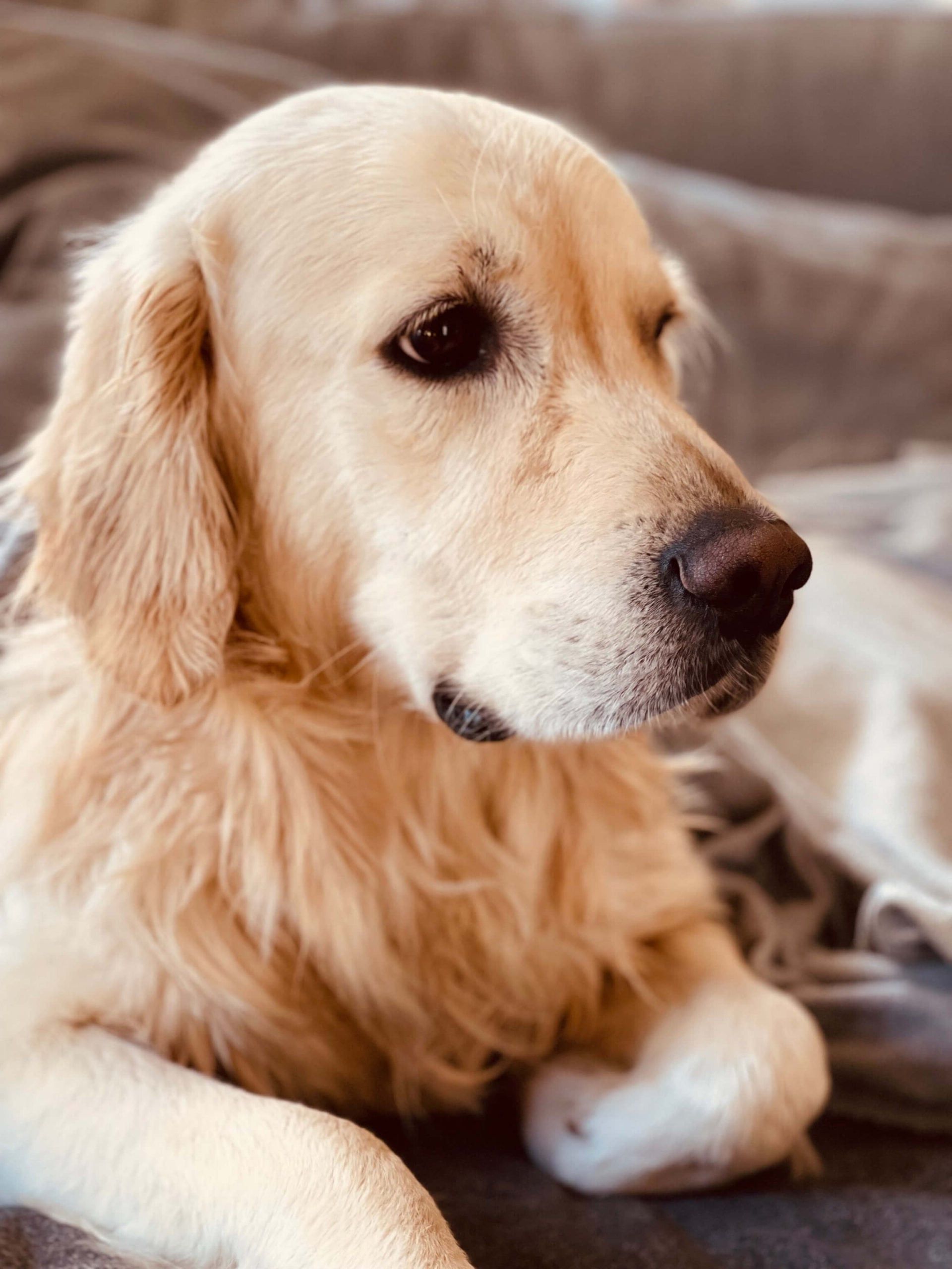 Praxishund Nico Nico ist ein Golden Retriever, er liegt auf dem Boden mit angewinkelter Pfote